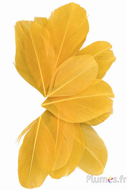 Verenblaadjes - 6-8 x 3-4 cm - saffraan